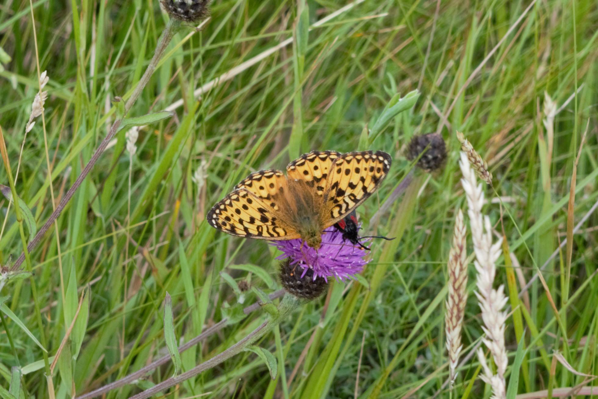 Photograph of an orange and brown mottled butterfly with a black and red moth underneath its wing. Both are feeding on a purple flower with grass in background.