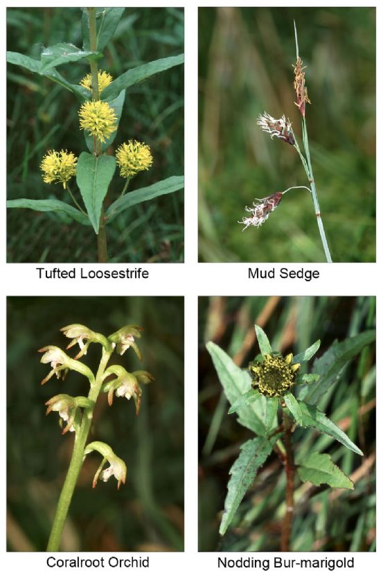 Four photographs of flowering plants including Tufted Loosetrife, Mud Sedge, Coralroot Orchid and Nodding Bur-marigold.