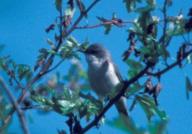 Photograph of a small bird with grey head and wings and white breast, perched on a leafy branch