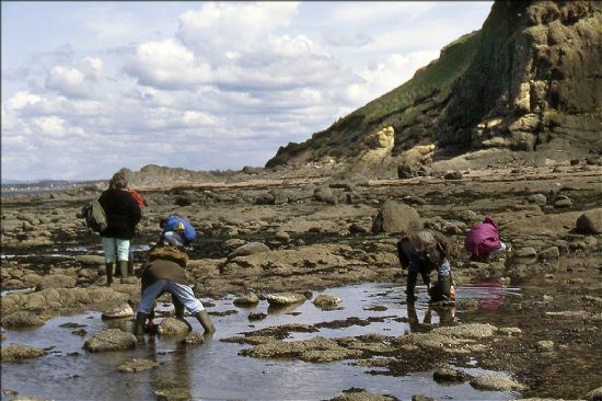Group of people examining rock pools.