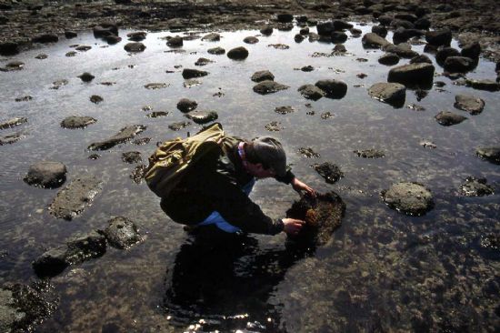 Man crouching in a rock pool examining a rock covered in algae