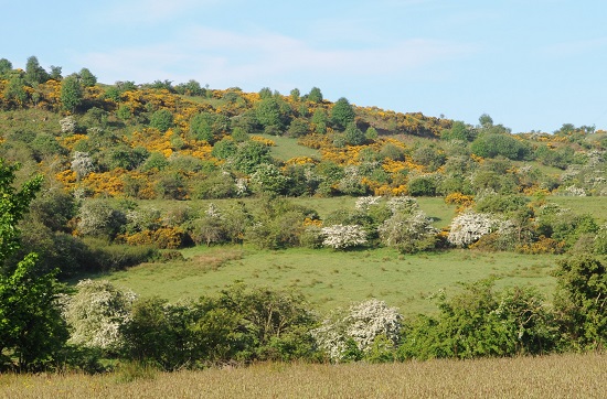 Photograph of grassy hillside with gorse and hawthorn scrub in flower.