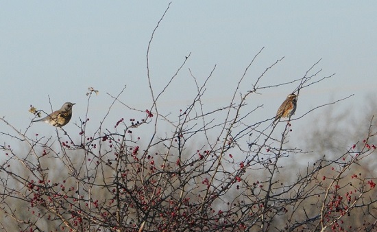 Photograph of two birds perched in a tree with red berries