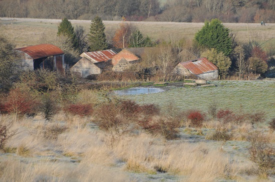 Old farm buildings with rusty iron roofs and hawthorn trees with red berries in foreground.