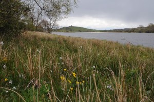 Loch with wild flowers in foreground and folly on a hill in the background.