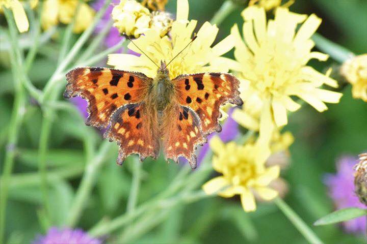 Orange and speckled butterfly on yellow flower