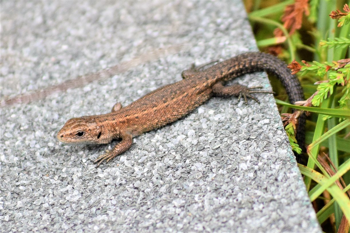 Small lizard sunning on roofing felt