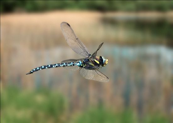 photograph of a blue and black striped dragonfly in flight.
