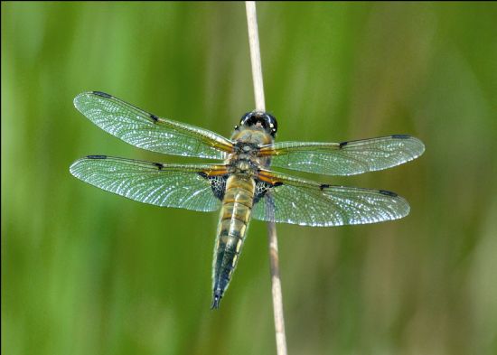 Dragonfly sunning on a reed with wings outstretched showing the 4 dark spots on the edges of the wings.