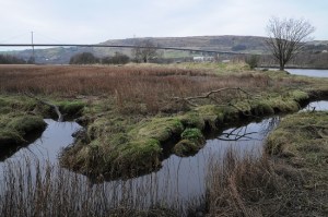 Wetland area in foreground with long span road bridge in back ground
