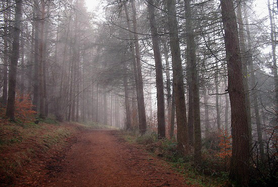 Autumn scene of pathway covered in rust coloured pine needles and leaves, with tall conifers on either side