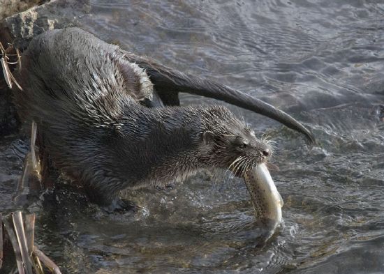 Otter at the edge of the bank with a trout in its mouth.