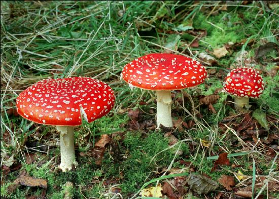 Red-capped toadstools with white speckles and stems