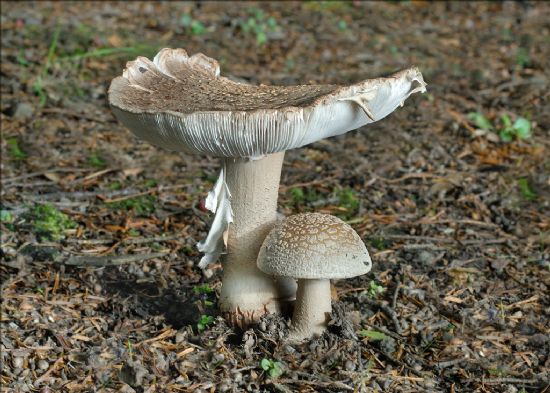 Pale coloured toadstools, a mature one with flat cap and gills and young one with domed cap