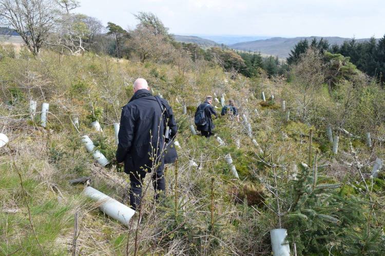 Members walking through young woodland with trees in protective tubes.