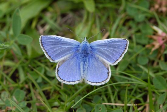 Pale blue butterfly with wings outstretched above grass.