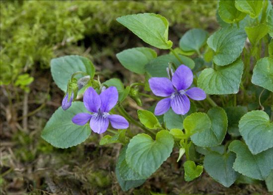 Plant with green heart-shaped leaves and purple flowers each with 5 petals