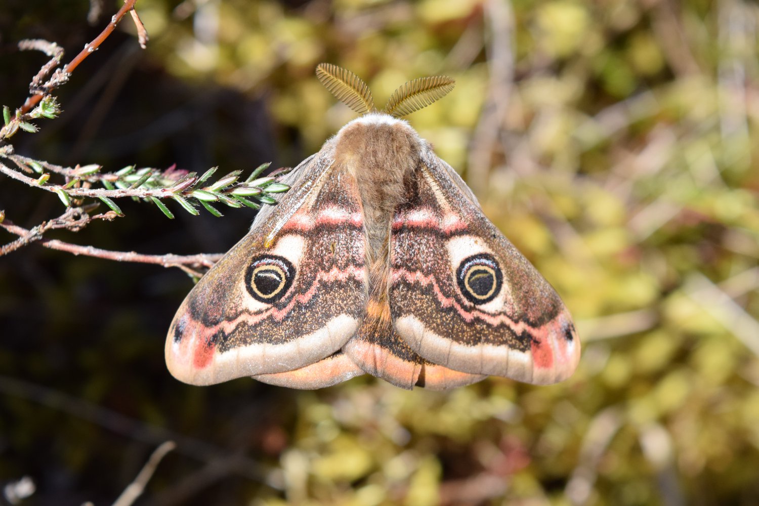 Moth with large eyes on wings, and large fringed antennae, looking like a cat's face upside down