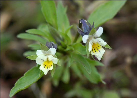 Plant with green leaves and pale yellow flowers with dark yellow splodge and dark lines on centre lobe.
