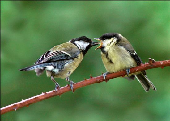 Grey and yellow bird with black and white head feeding younger bird of same colour while both perched on jaggy plant stem.