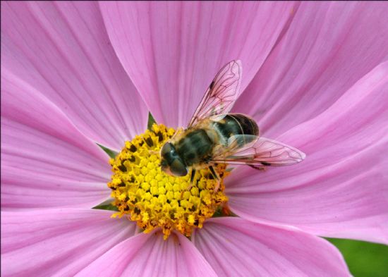 Flying insect standing on yellow centre of flower with pink petals