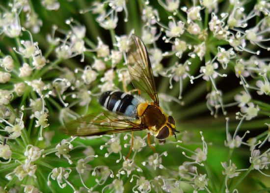 Flying insect with white stripes on black body standing on tiny white flowers.