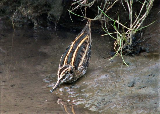 Brown and cream coloured bird standing on muddy ground at water's edge.