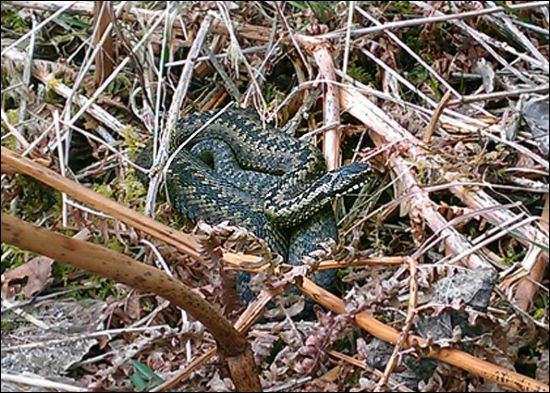 Snake curled up amoungst dried rust-coloured Bracken stems.