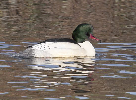 Photograph of white bird with dark green head and red beak sitting on water.