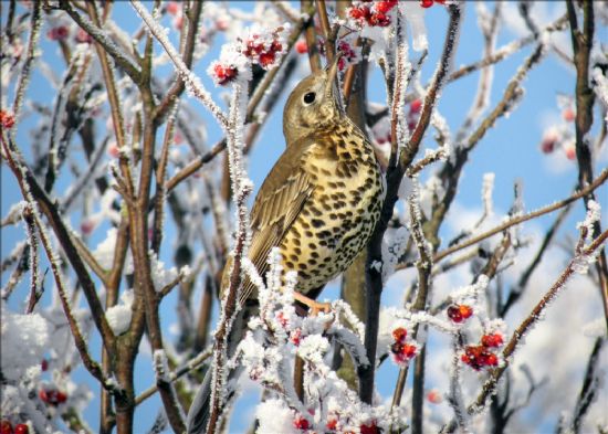 Brown bird with pale spotted breast sitting in frosted branches of tree with red berries.