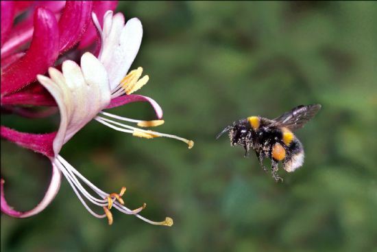 Photograph of large bee with white tail and large pollen sack on leg, flying towards pink and white trumpet-shaped flowers with protruding yellow stamens