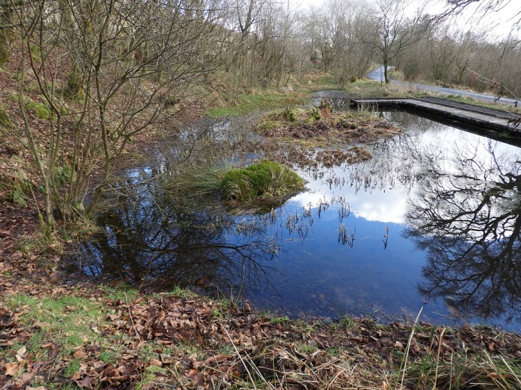 Pond with a boardwalk around the far edge and surrounded by trees.