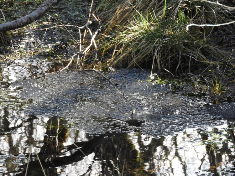 Raft of frog spawn in shallow puddle with grass along the far edge.