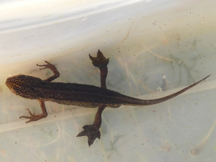 Dark olive green newt with pale spots on head and front legs and large black webbed back feet and long, pointed tail.