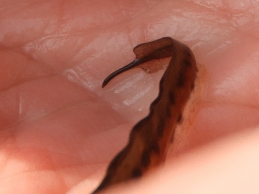 Close-up of a newt tail showing the dark spiky tip on end of broader wavy edged tail with dark spots.