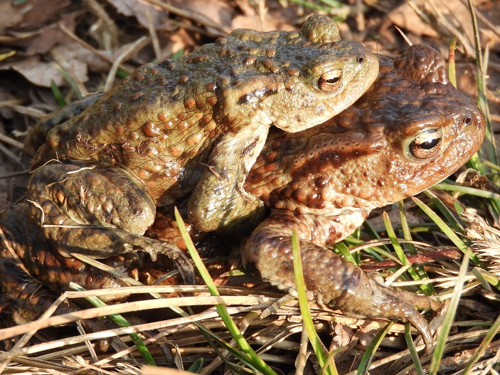 Close-up of a male toad on the back of a female toad on grass
