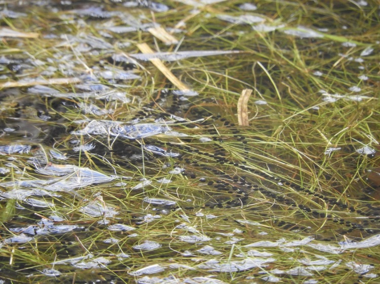 Eight strings of toad spawn in water above pond weed.