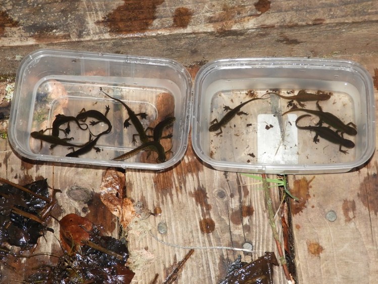 Two plastic tubs, one contains 7 newts, the other contains 4 newts.