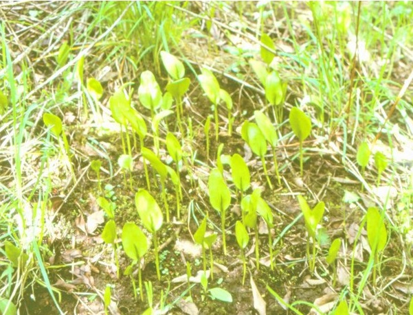 Grassy area with large numbers of pale green spear-shaped leaves sticking up from the ground.