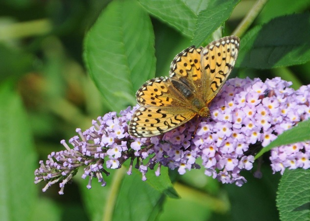 Orange butterfly with its wings open showing brown and white markings. It is feeding on a lilac-coloured spike of flowers.