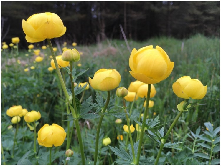 Large patch of Globeflowers showing the large goblet-shaped bright yellow flowers on long stems standing proud above the leaves.