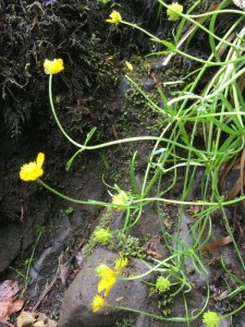 A straggly looking plant growing at the side of a mossy rock. It has thin strap-shaped leaves and the flower stems are long and lanky with a bright yellow flower at the end.