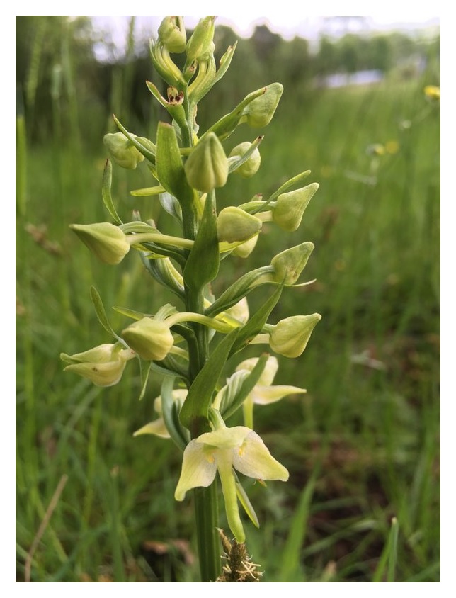 Flower spike of orchid with with masses of flower buds and two open flowers at the base. The flowers are a pale yellow-green colour and the plant is surrounded by tall grasses.