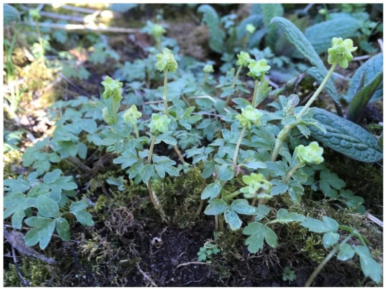 Delicate looking plant with greyish-green leaves and lime-green flowers.
