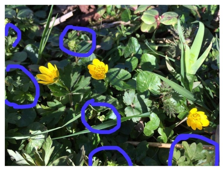 Vegetation including and array of differently shaped and textured green leaves and 3 bright yellow flowers with many petals. There are blue circles drawn around the leaves of the Moschatel plants.