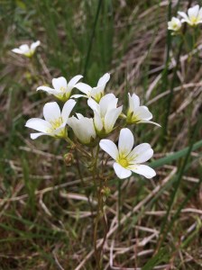 Cluster of eight dainty flowers, each with 5 white petals and a yellow centre on the end of very fine and delicate looking stems. There are rushes in the background, some green shoots and the rest is leaf litter.