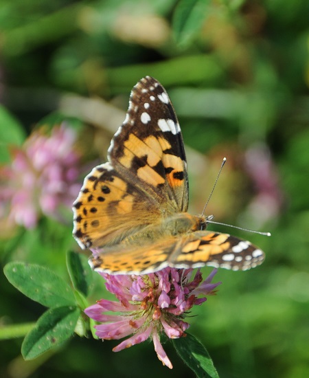 Orange and brown butterfly with white markings on upper wing tips. It is perched on a purple clover flower with its wings opened out.