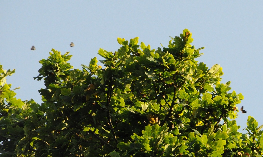 Three silvery-coloured butterflies flying in the sunshine above the top of an oak tree with blue sky in the background.