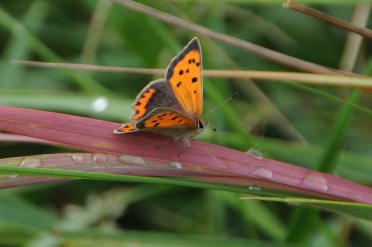 Small orange and brown butterfly with brown spots on upper wing, perched on a red-coloured grass blade.