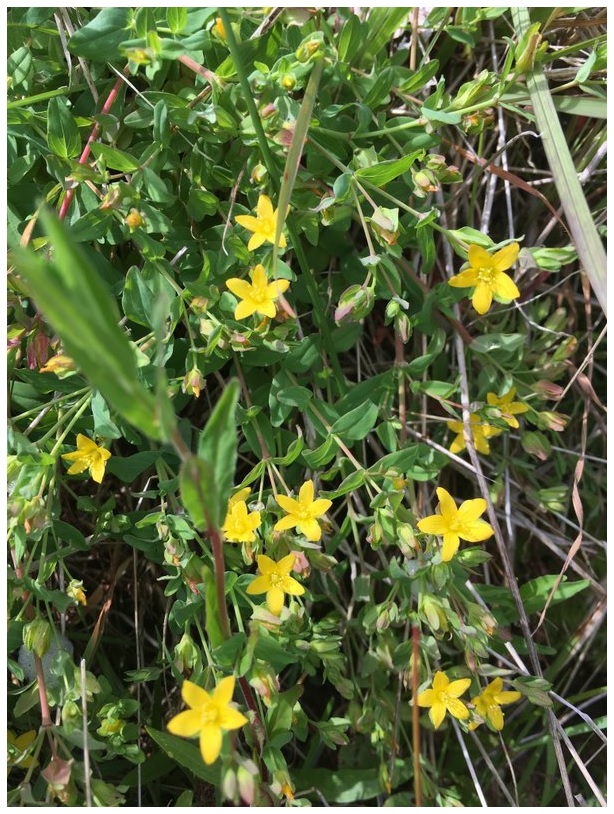 A low-growing, sprawling plant with green leaves and bright yellow star-shaped flowers with 5 petals.